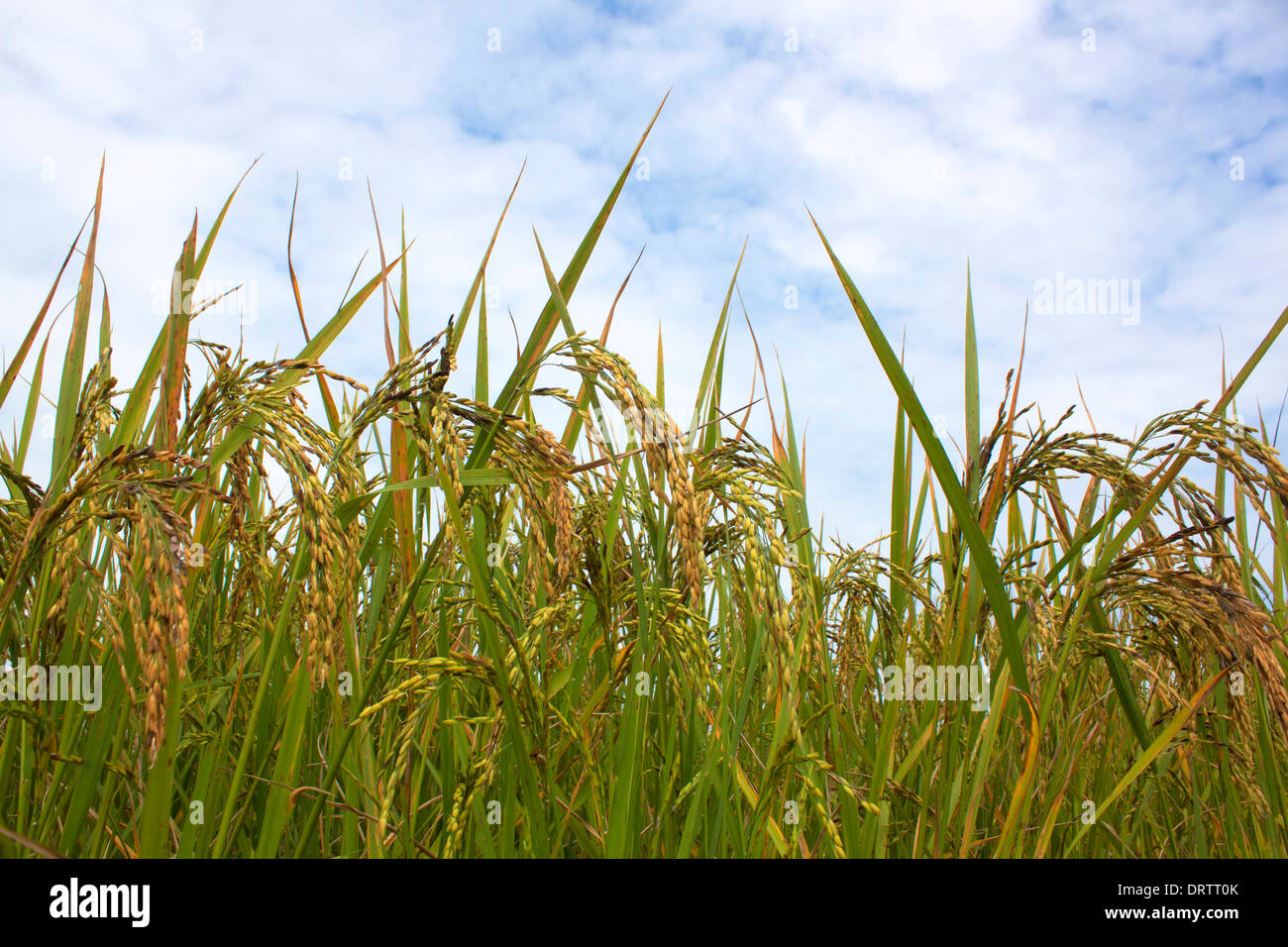 Paddy rice field in blue sky nature Stock Photo - Alamy