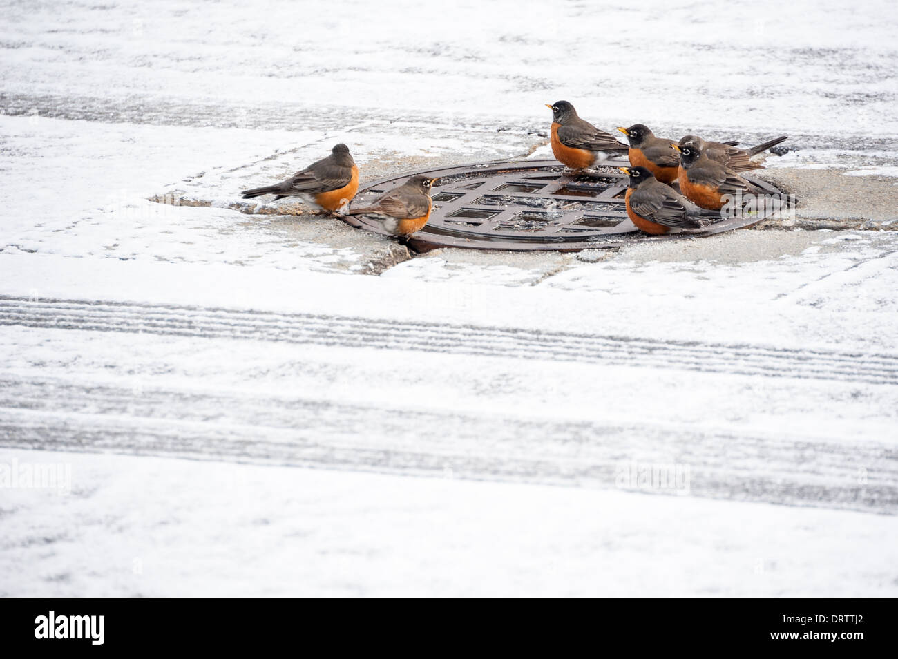 A community of robins gather around the 'watering hole' of a manhole cover on a snowy street in Metro Atlanta, Georgia. (USA) Stock Photo