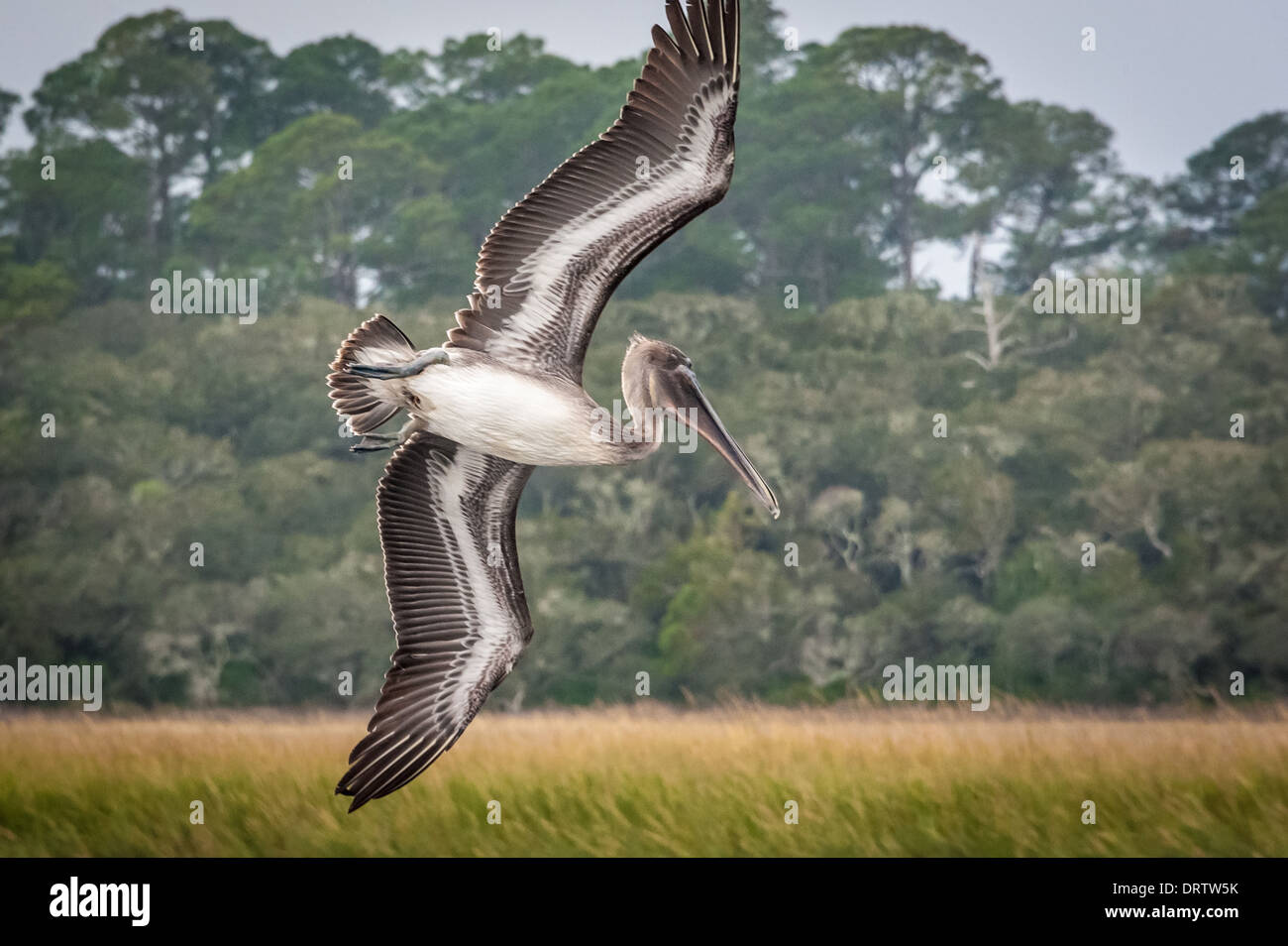A brown pelican with broad wingspan flies over the salt marshes of GTM National Estuarine Research Reserve in Ponte Vedra Beach, Florida. (USA) Stock Photo