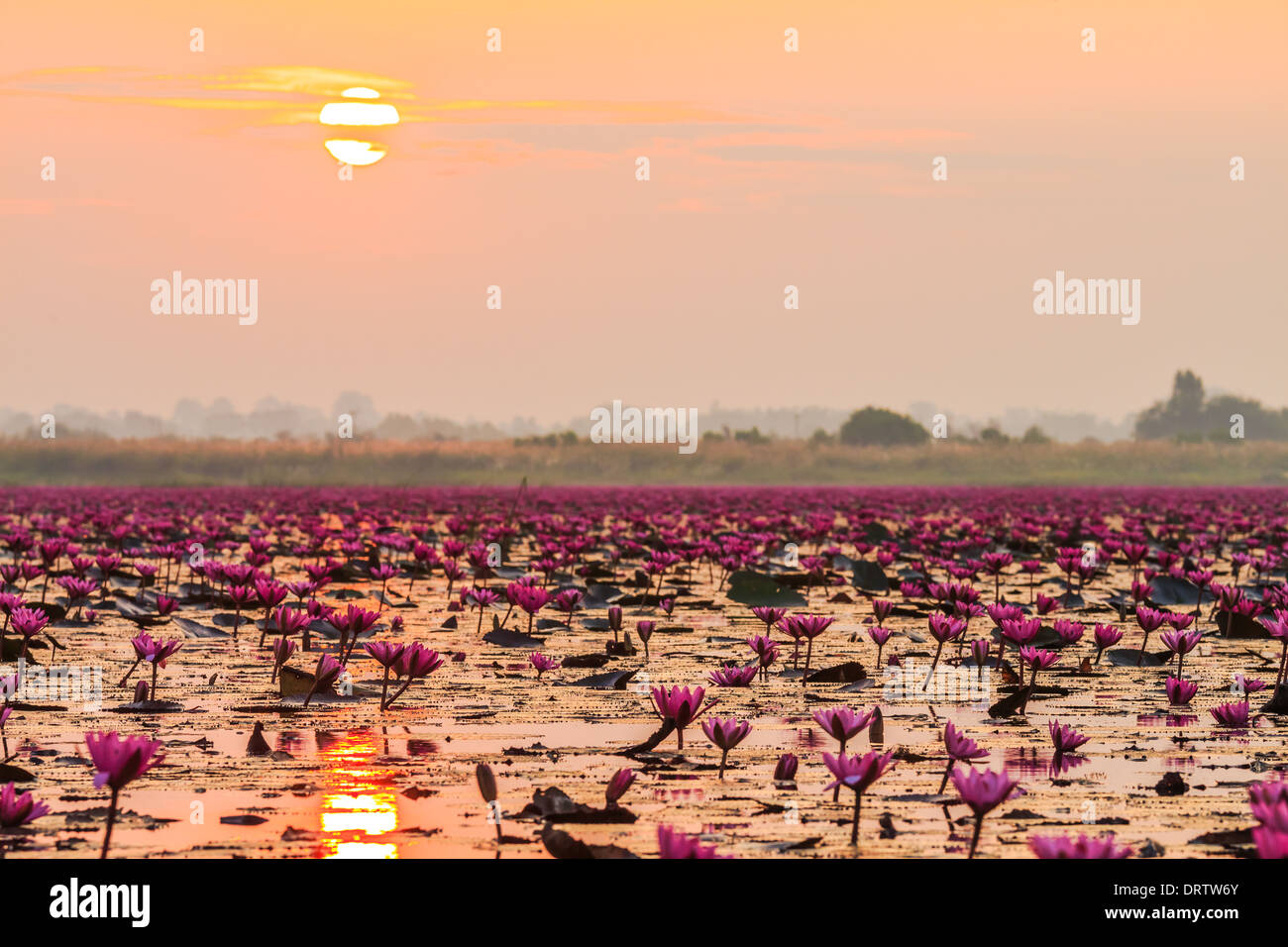 Sunrise at lotus lake in udorn thani, thailand Stock Photo