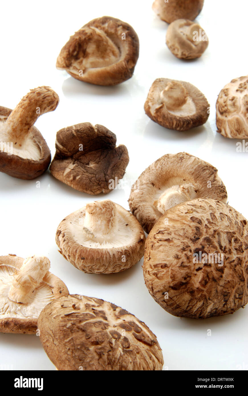 Shiitake mushroom, Authentic Chinese mushroom Stock Photo - Alamy