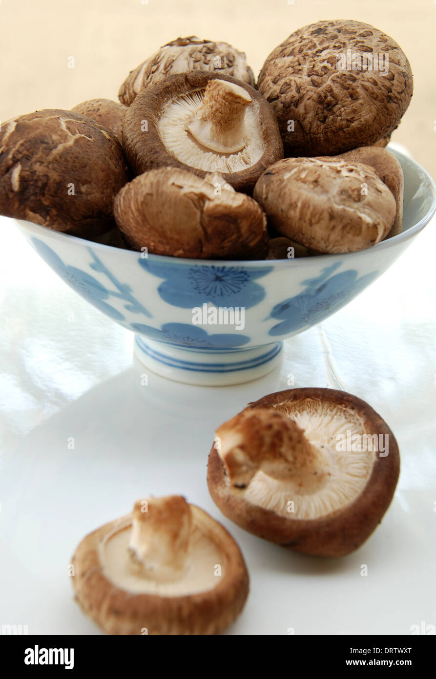 Shiitake mushroom, Authentic Chinese mushroom Stock Photo - Alamy