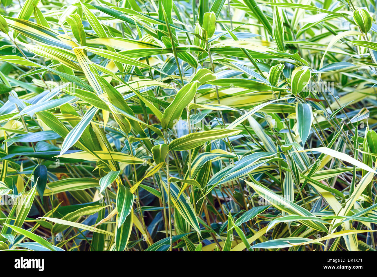Green vegetative background (reed canary grass - Phalaris arundinacea) Stock Photo