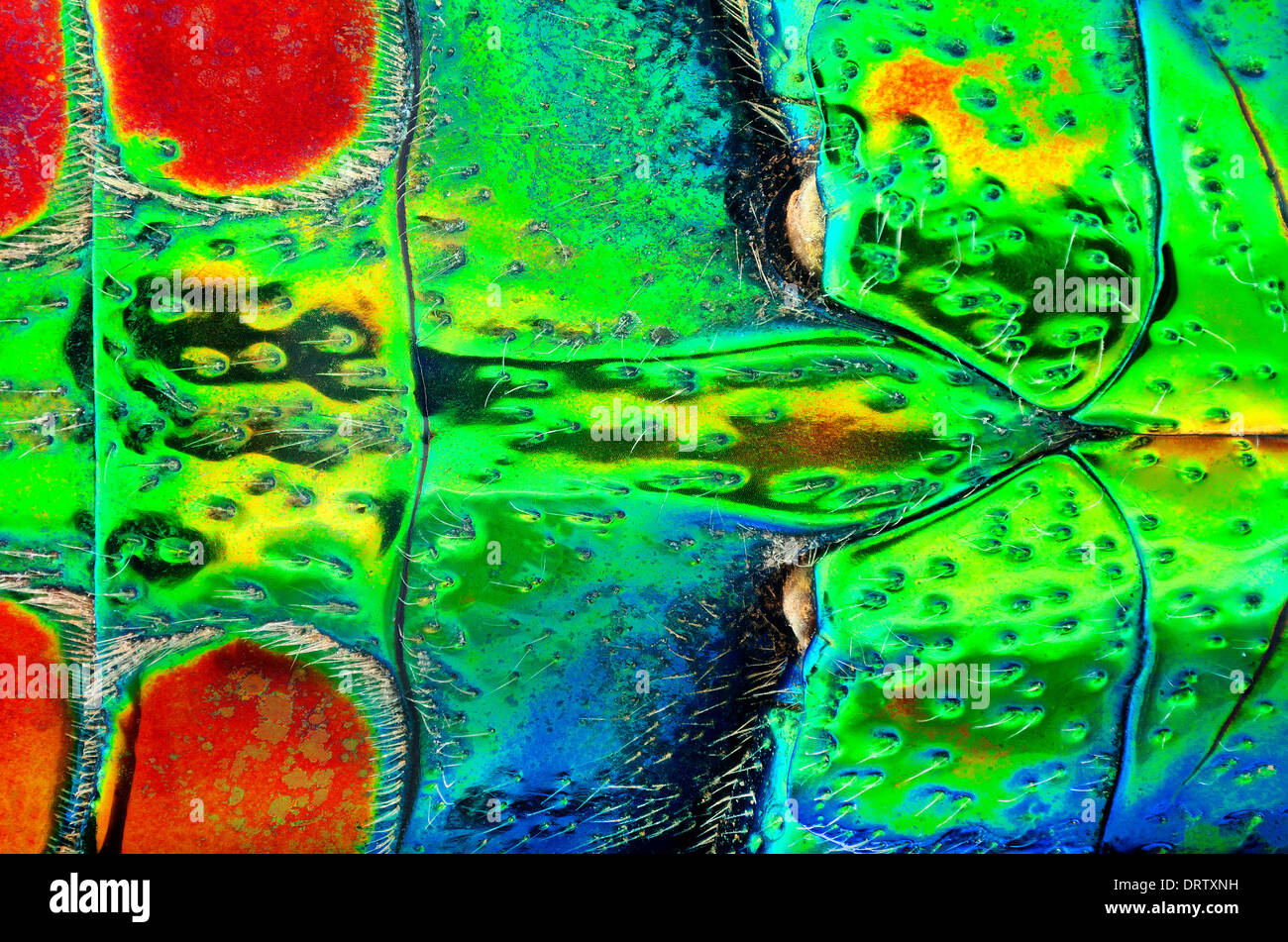 Polybothris sumptuosa gema:abdominal view Stock Photo