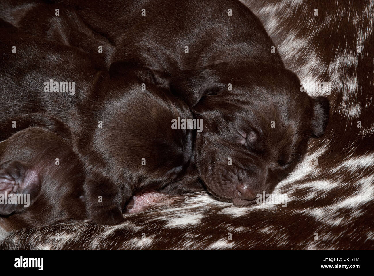 A Litter Of New Born German Short Haired Pointer Puppies Stock