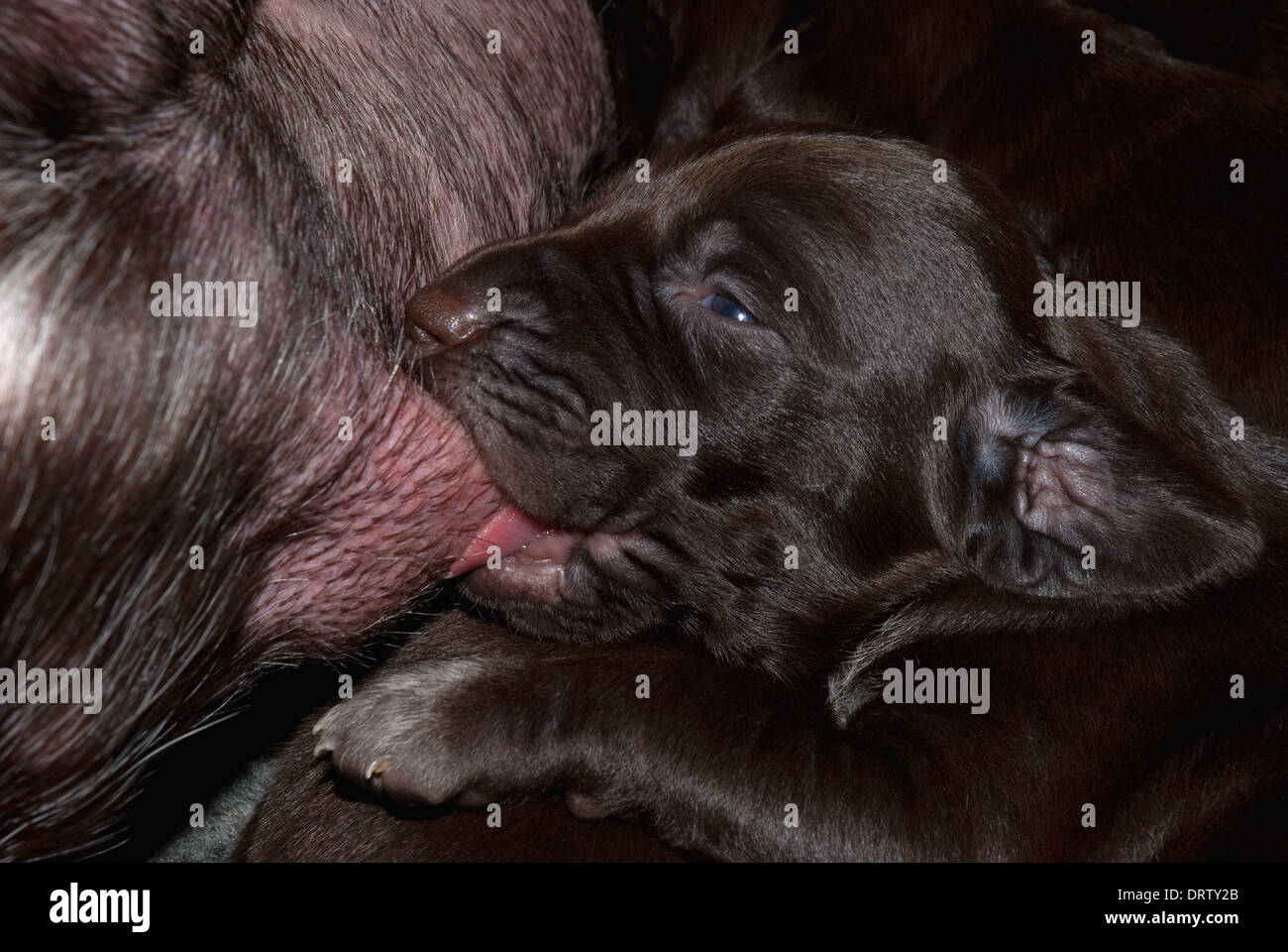 A Litter Of New Born German Short Haired Pointer Puppies Stock