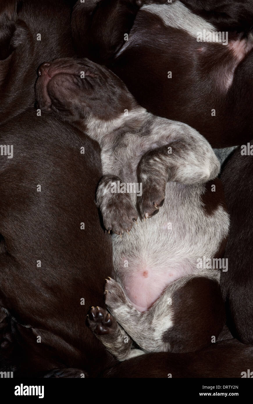 A Litter Of New Born German Short Haired Pointer Puppies Stock
