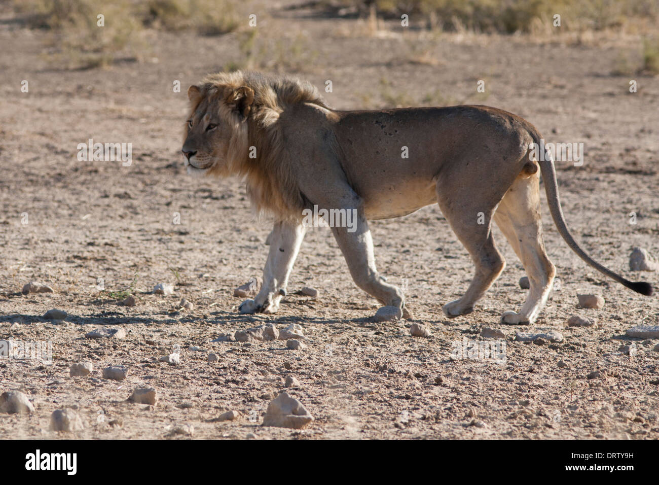 Black maned male lion hi-res stock photography and images - Alamy