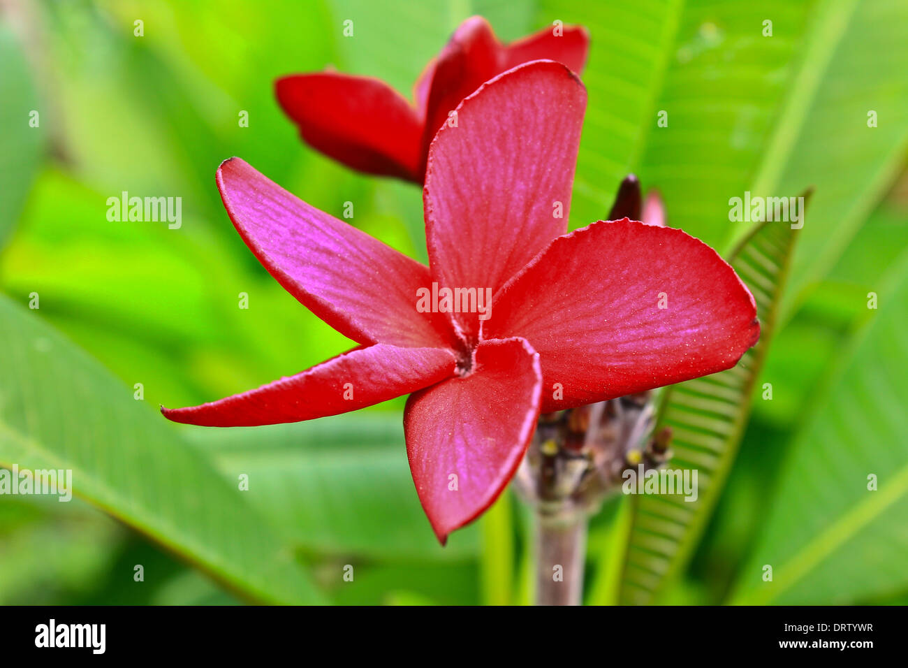 Japanese frangipani hires stock photography and images Alamy