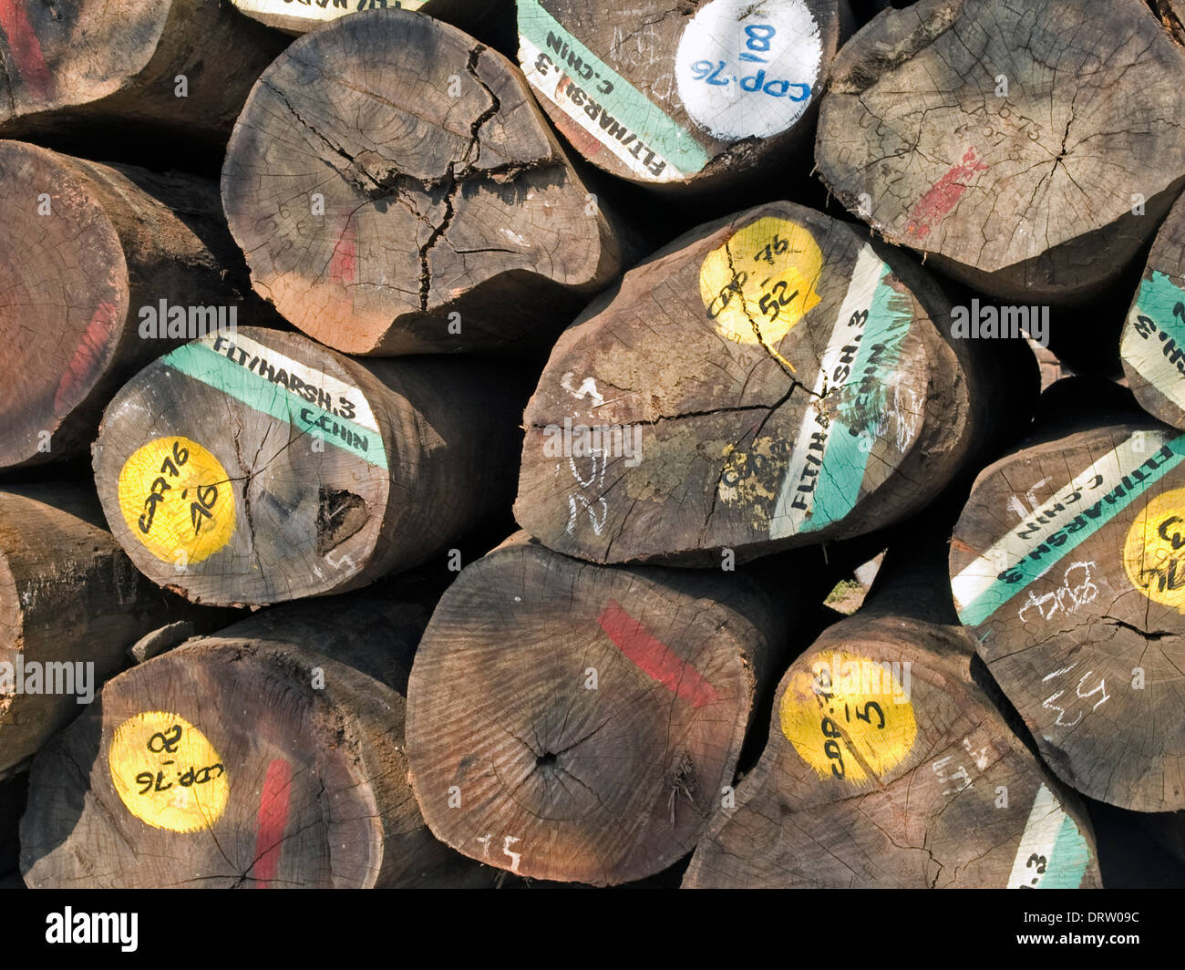 a detail of valuable baulks of teak wood stacked in a Cochin timber-merchants yard Stock Photo