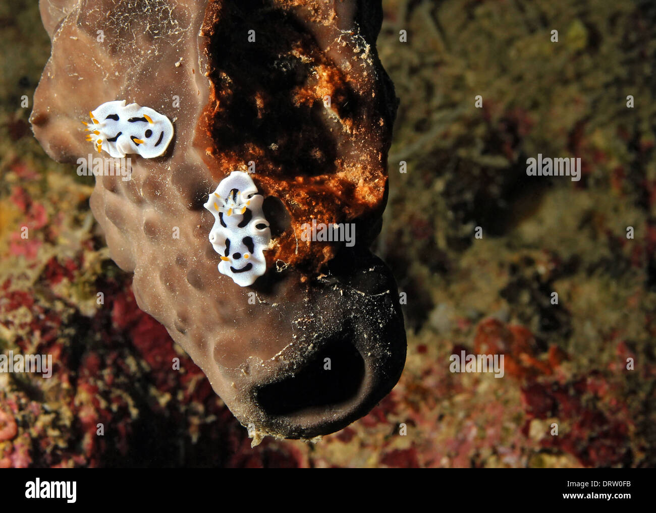 Two Diana’s Magnificent Slug (Chromodoris Dianae) on a Sponge, Bunaken, Indonesia Stock Photo