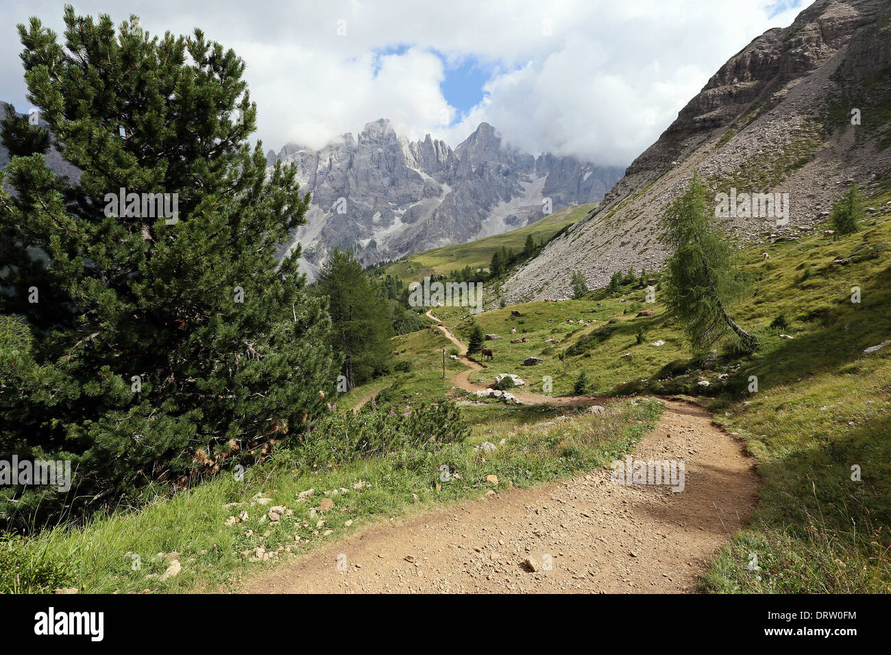 Pinus cembra tree, hiking trail. The Pale di San Martino mountain group. The Dolomites of Trentino. Italian Alps. Stock Photo