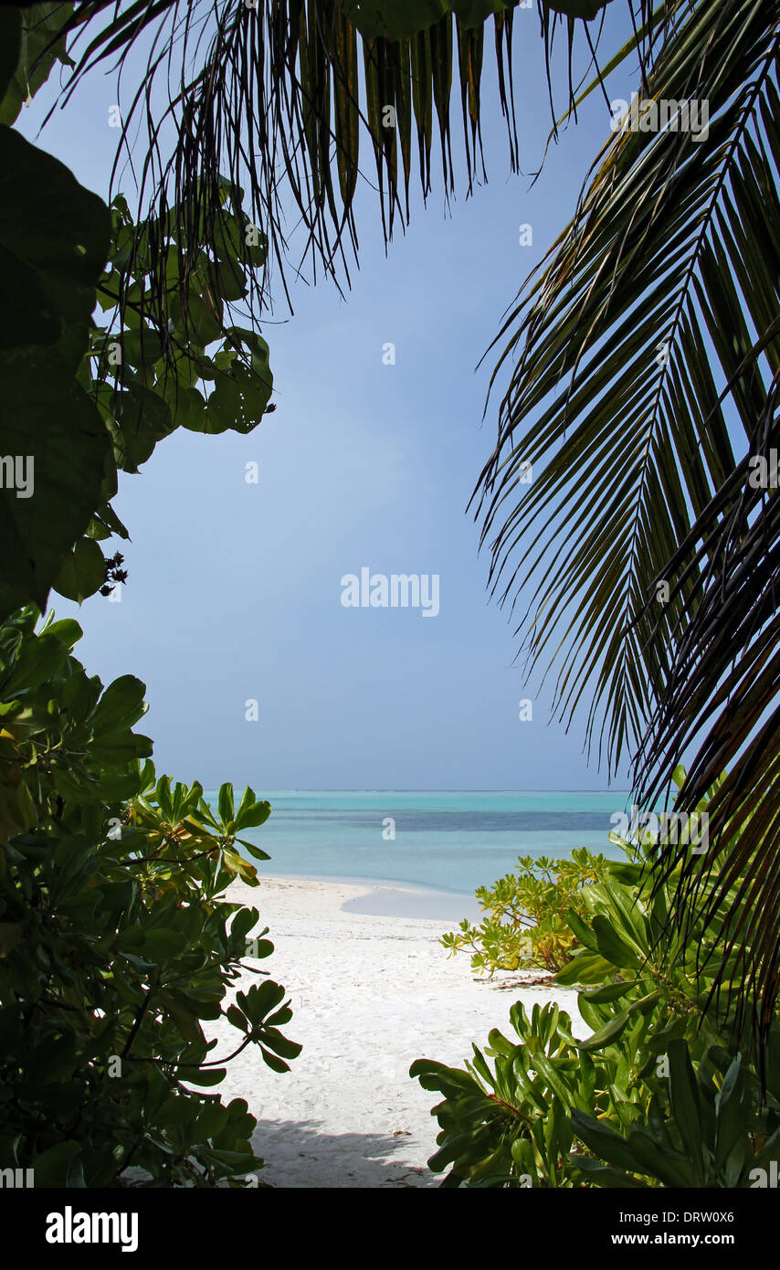 Ocean View through Tropic Vegetation, Bodufinolhu (Fun Island), South Male Atoll, Maldives Stock Photo