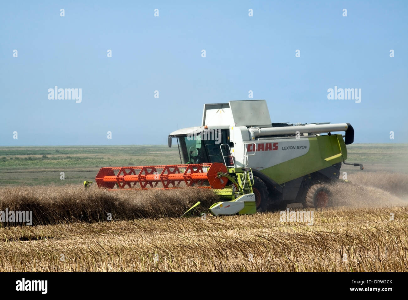 Oil seed rape harvest in North Norfolk with a Claas Lexion 570+ harvester Stock Photo