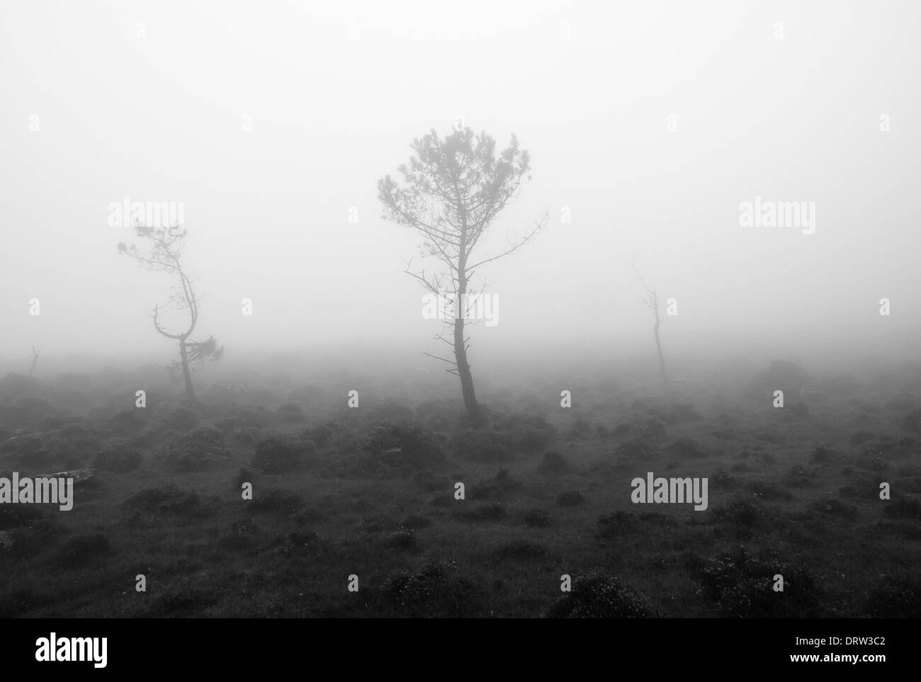 Black and white landscape with fog Stock Photo - Alamy