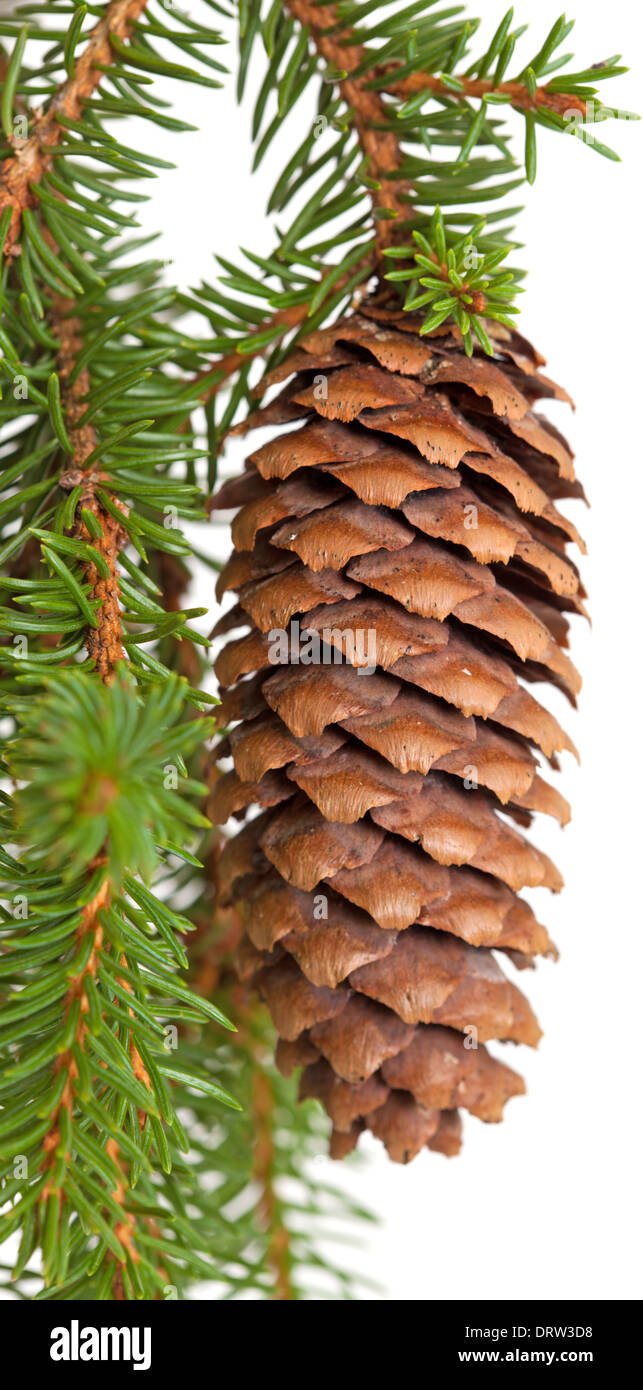 spruce tree branch with cone isolated on white background Stock Photo ...