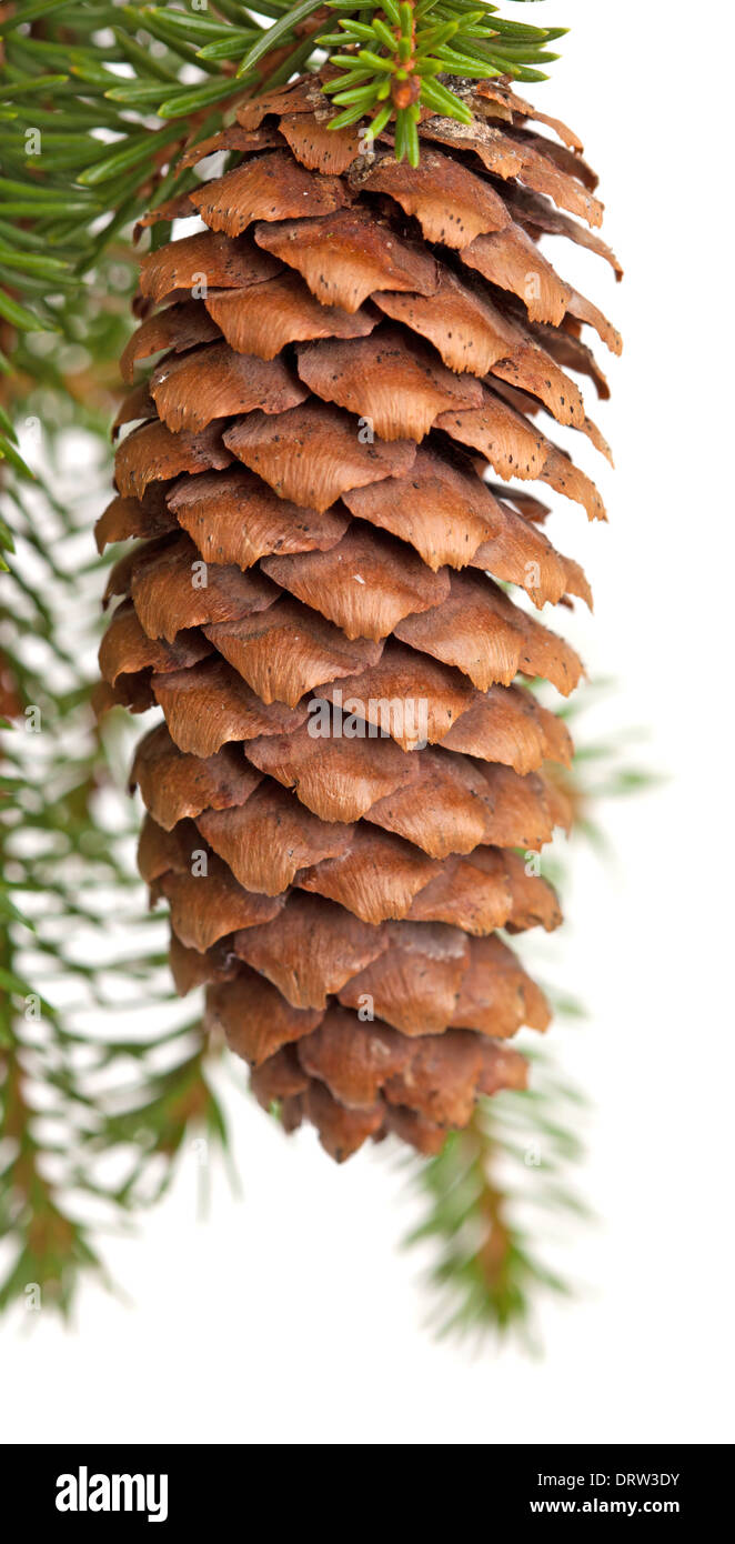 fir tree branch with cone isolated on white background Stock Photo - Alamy