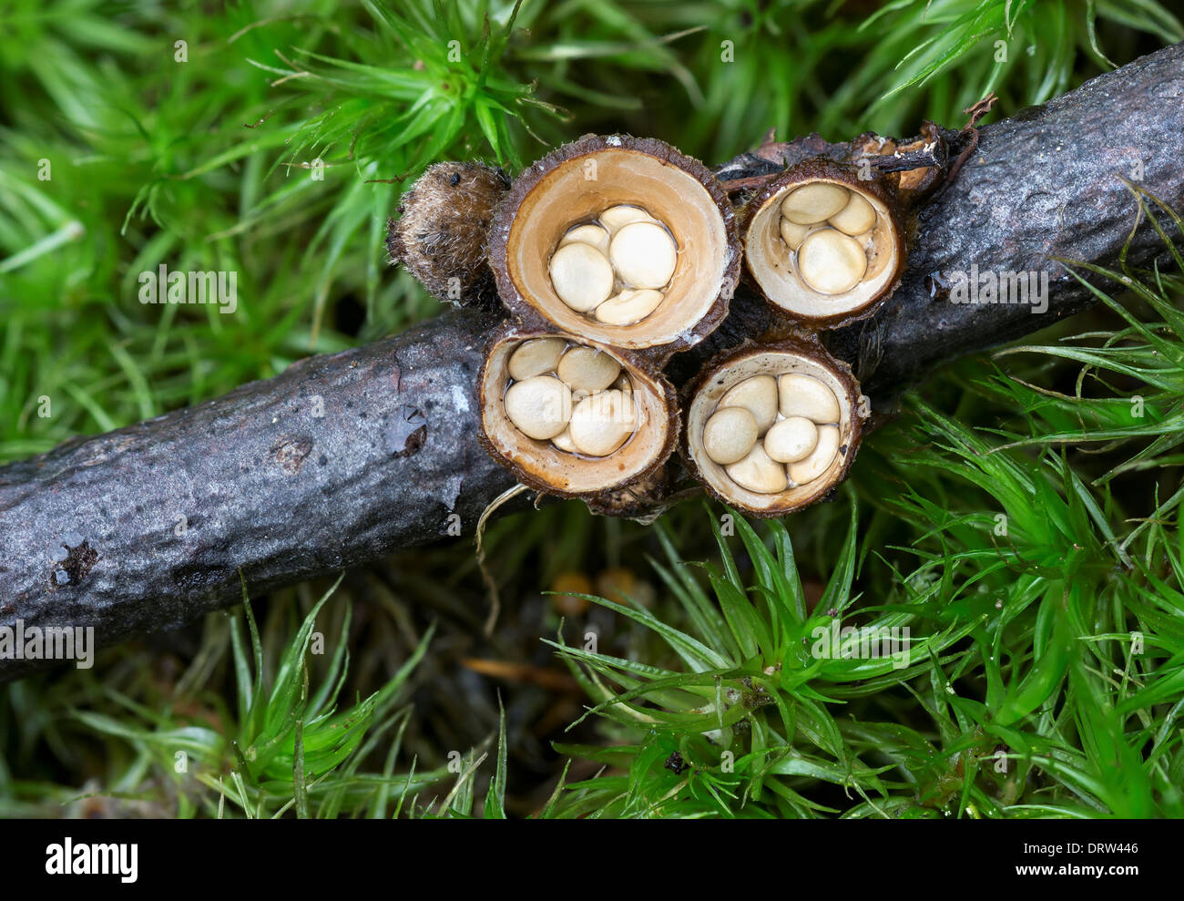 Common Bird's Nest Fungus. (Crucibulum laeve) Stock Photo