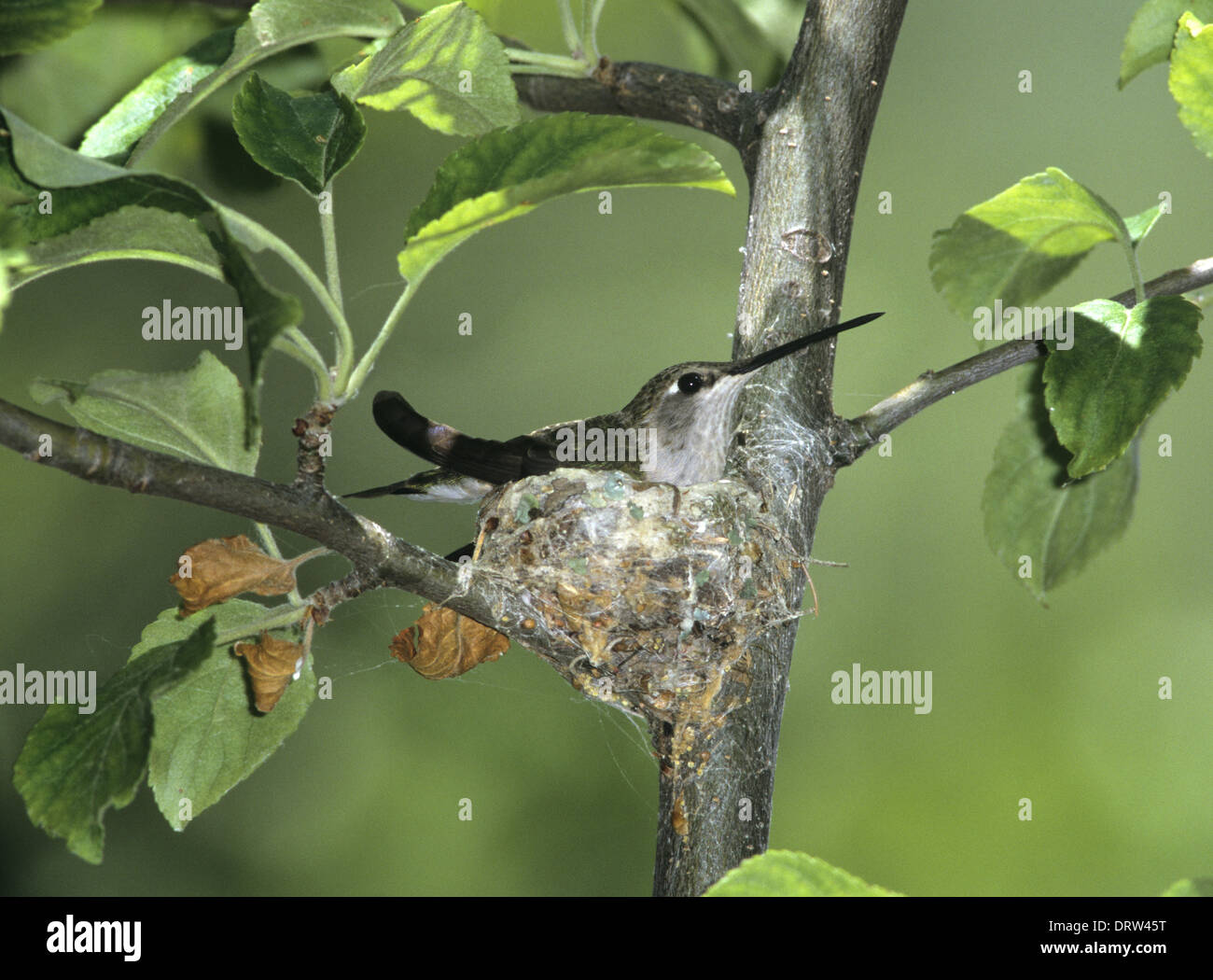 Black-chinned Hummingbird - Archilochus alexandri Stock Photo