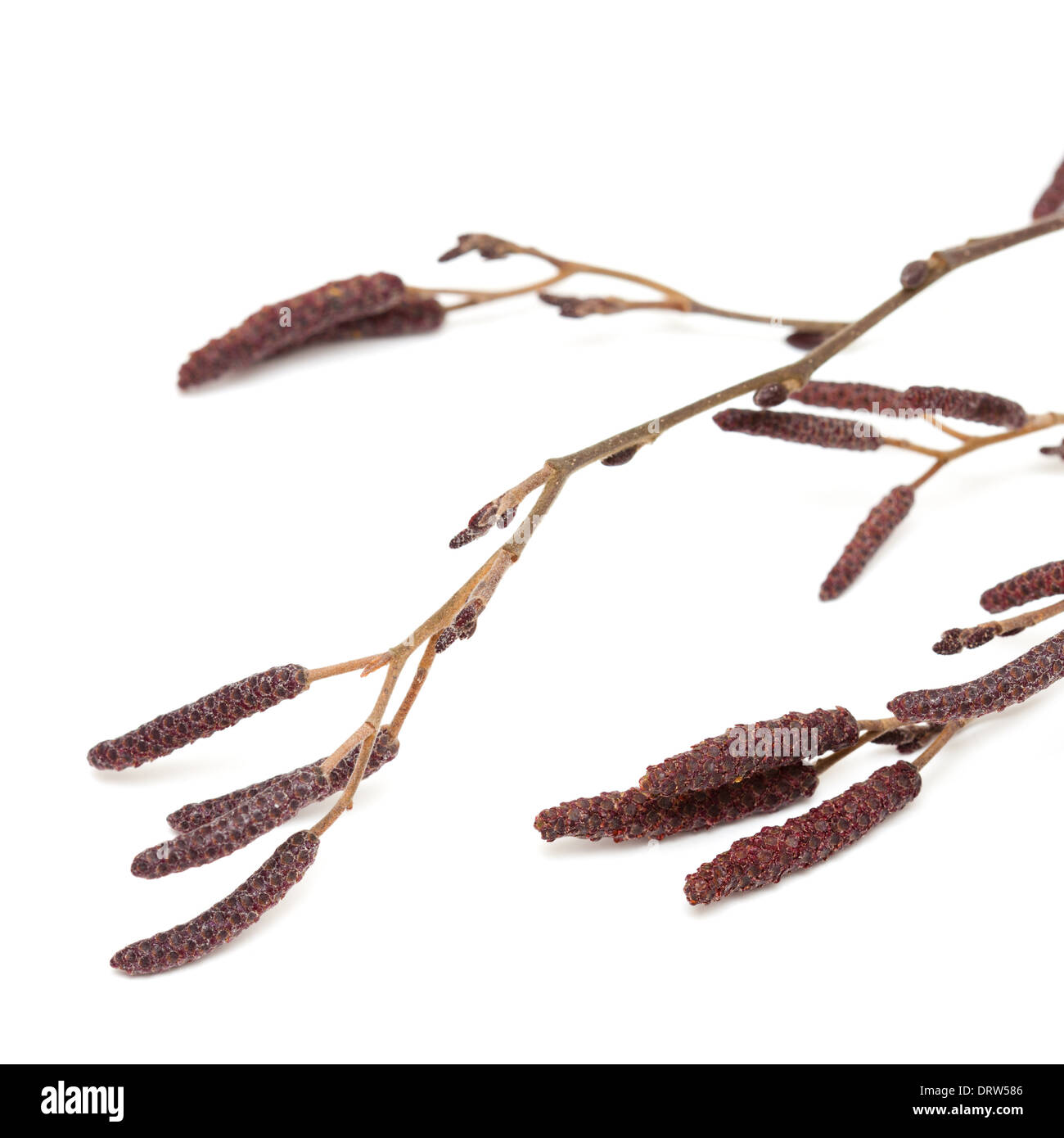 Mature alder tree Cut Out Stock Images & Pictures Alamy