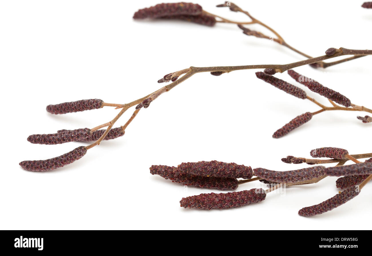 alder male catkins isolated on white Stock Photo Alamy