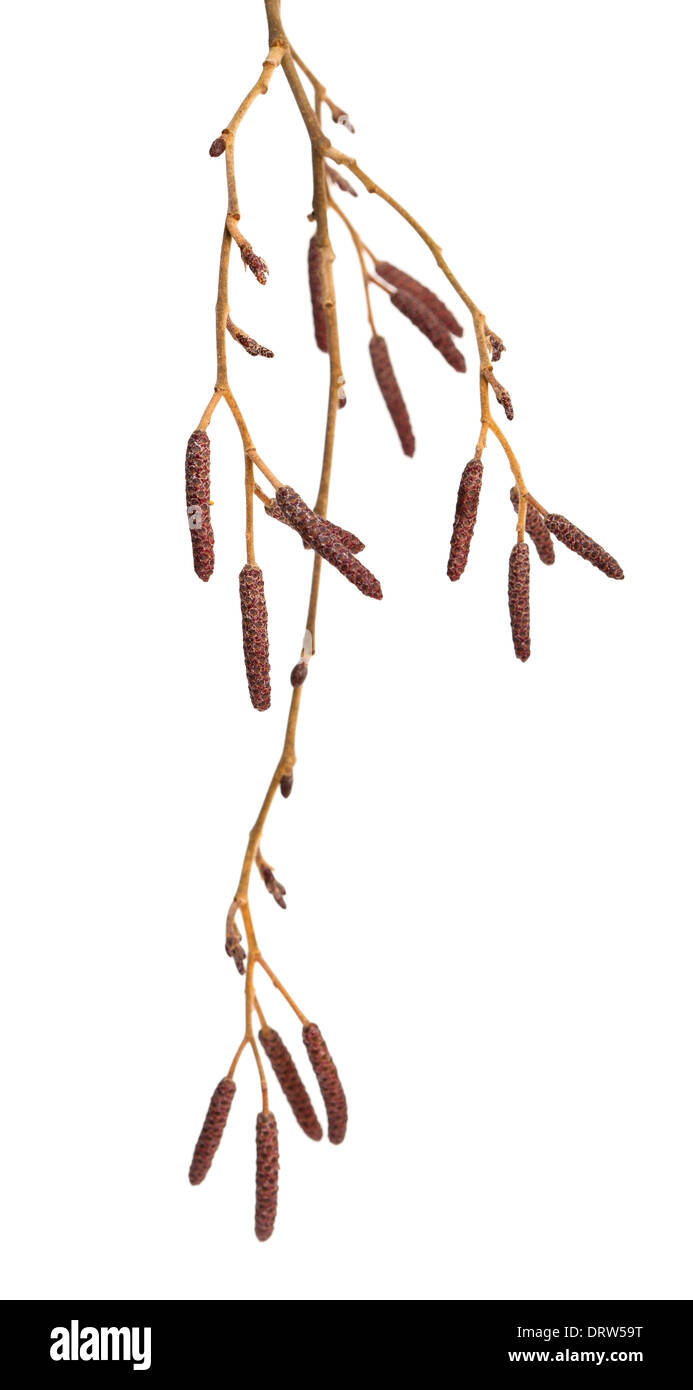 alder male catkins isolated on white Stock Photo Alamy