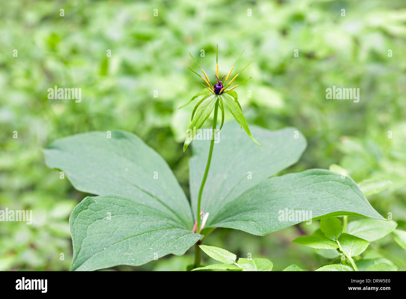 Herb Paris Stock Photo
