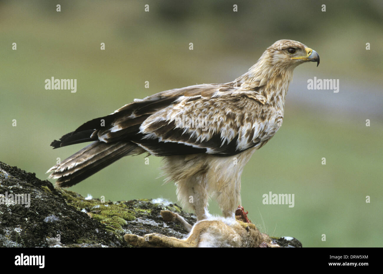 Spanish Imperial Eagle - Aquila adalberti Stock Photo