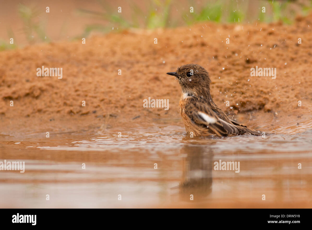 Whinchat (Saxicola rubetra) a small migratory passerine bird that breeds in Europe and western Asia Stock Photo