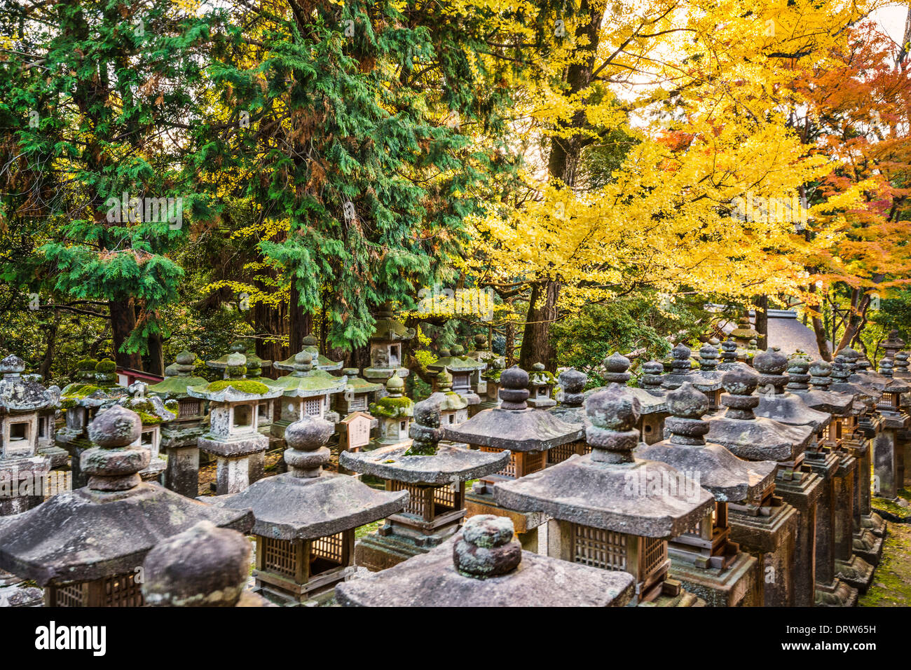 Nara, Japan. Japanese lanterns at Kasuga-taisha Shrine. Stock Photo