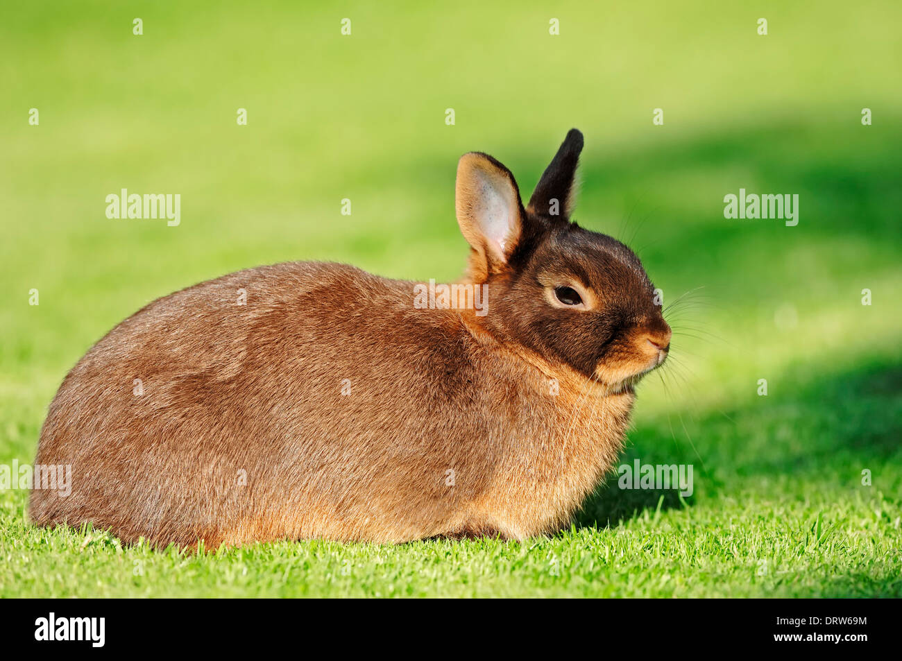 Dwarf Rabbit Stock Photo