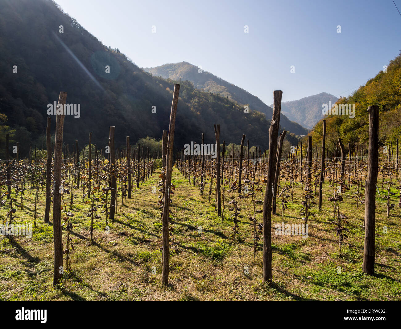 One of the vineyards in Ajara region, Georgia, Caucasus. Stock Photo