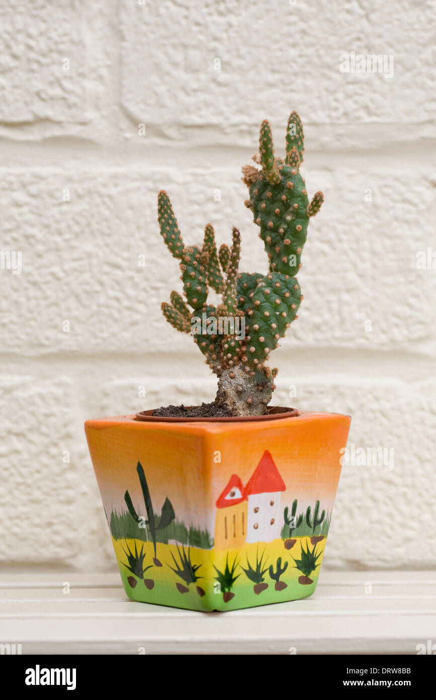 Small cactus in a brightly coloured pot against an offwhite wall. Stock Photo