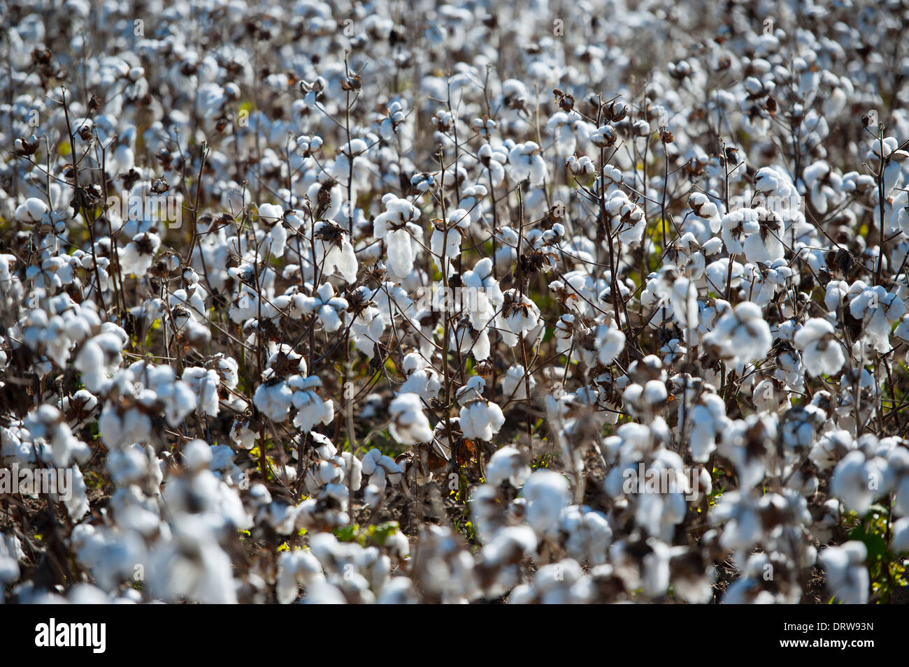 USA Mississippi MS Miss central crops cotton fields with cotton balls
