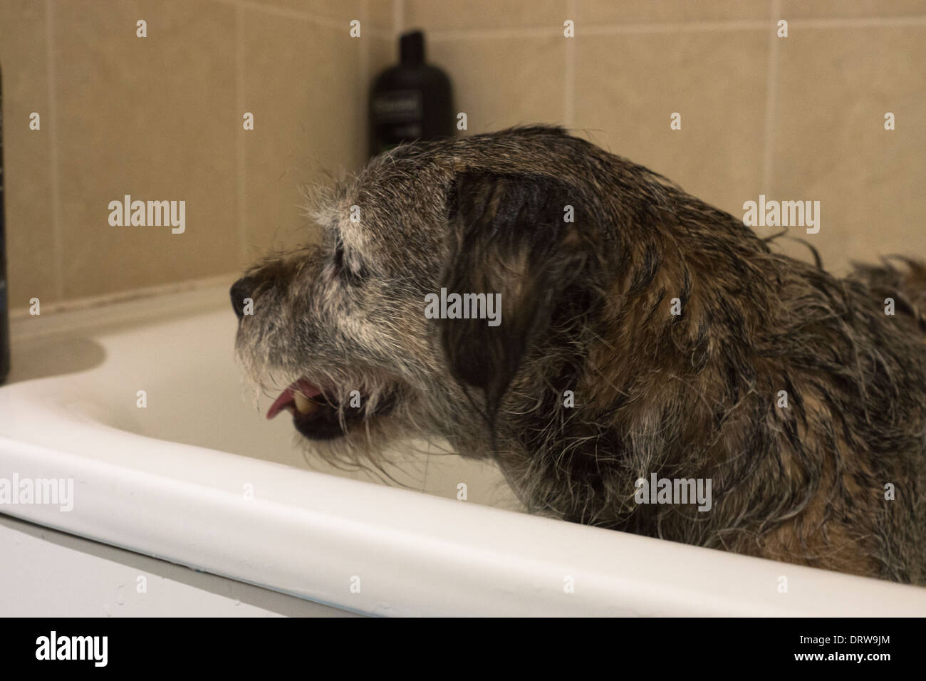 Dog nails border terrier hi-res stock photography and images - Alamy