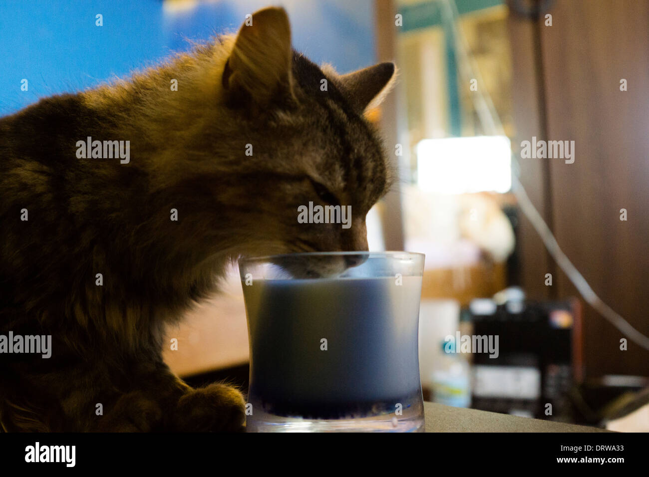 Milk cat hires stock photography and images Alamy