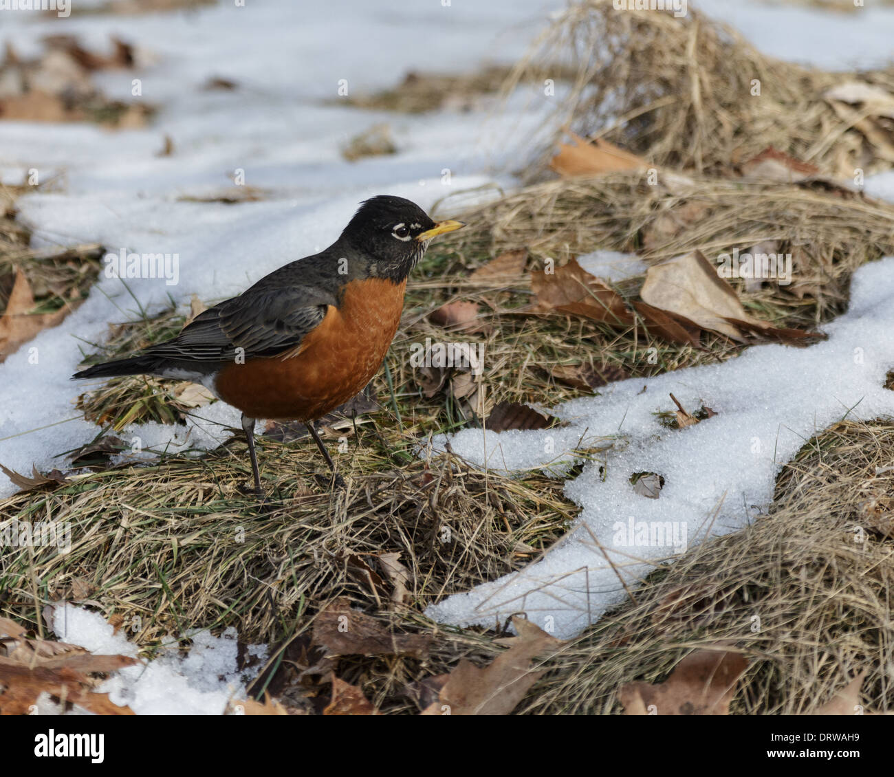 American robin winter hi-res stock photography and images - Alamy