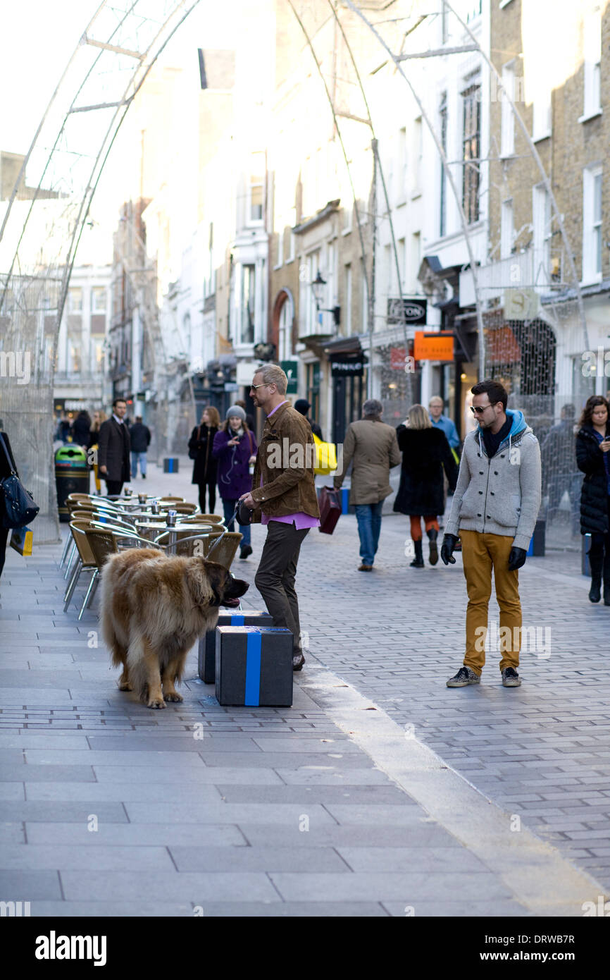 Dog Window shopping on Bond Street London England Stock Photo