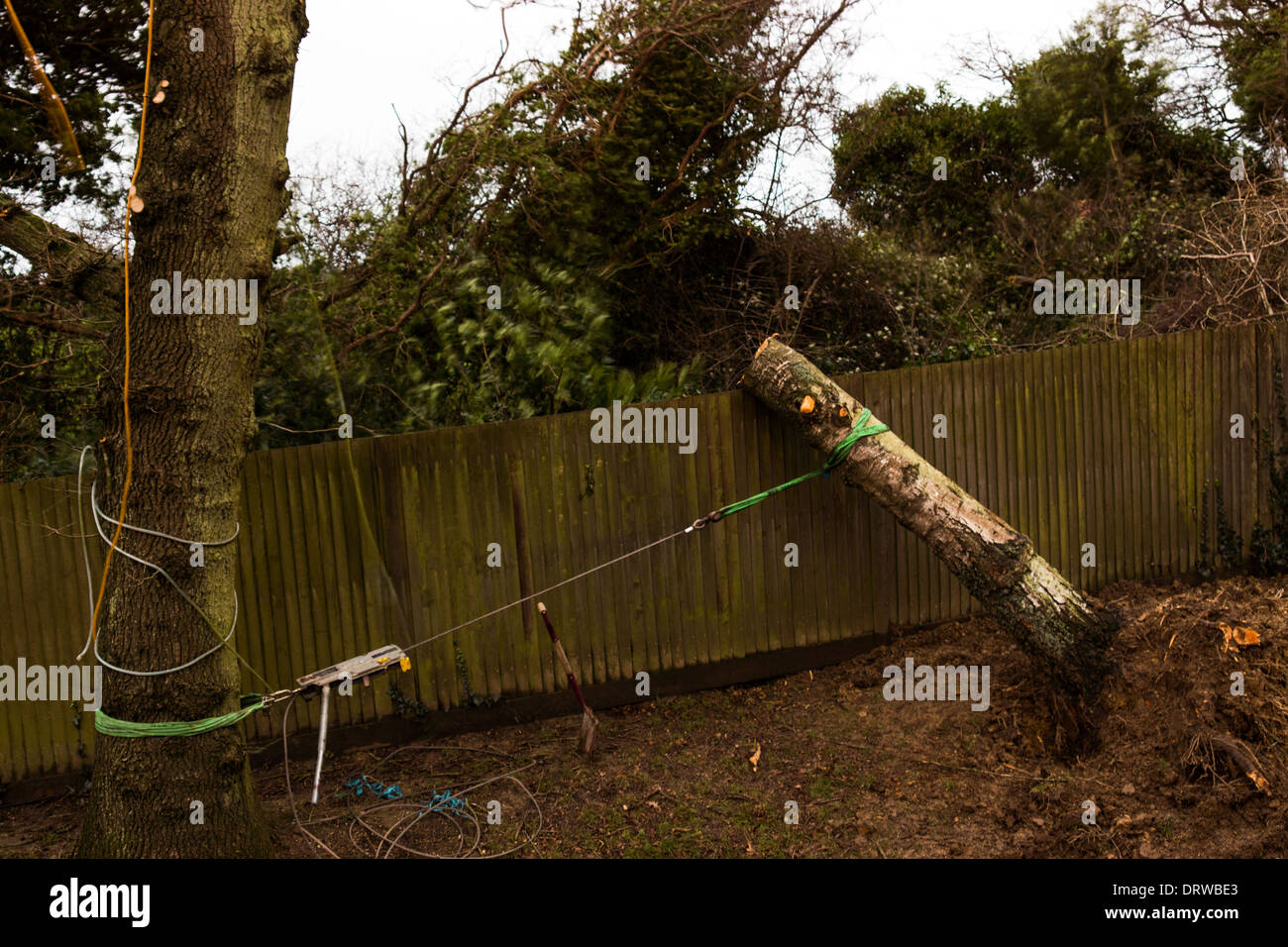 storm damaged tree cut down stem root tied Stock Photo