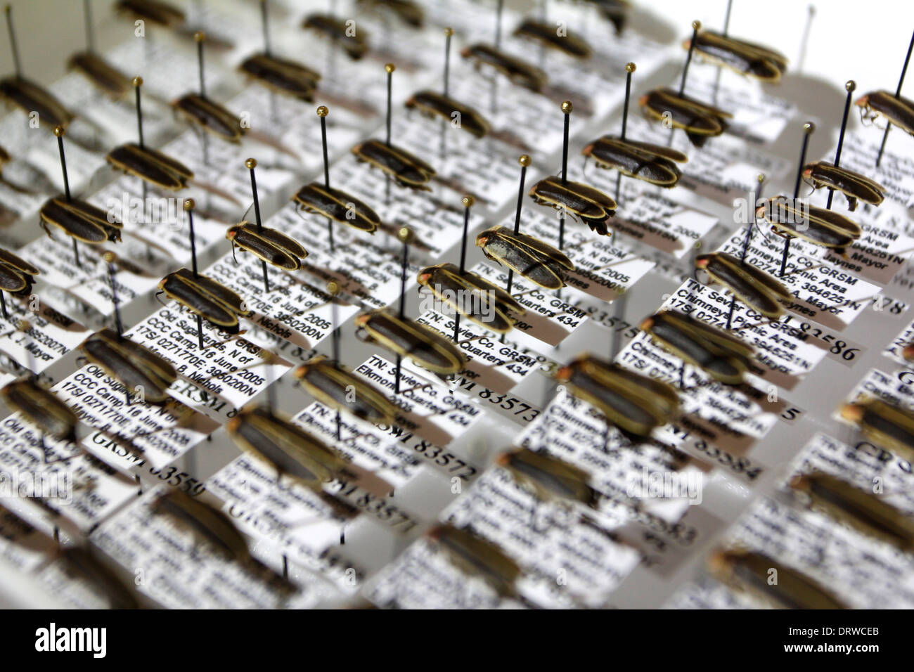 Firefly in insect collection box Stock Photo - Alamy
