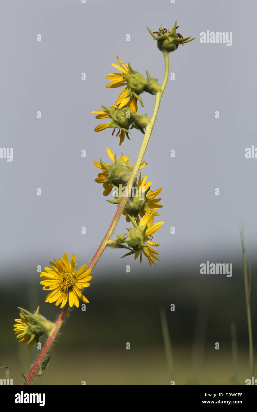 lowering compass plant prairie Ohio meadow flower bloom yellow blue bird colorful songbird song sing singing Stock Photo