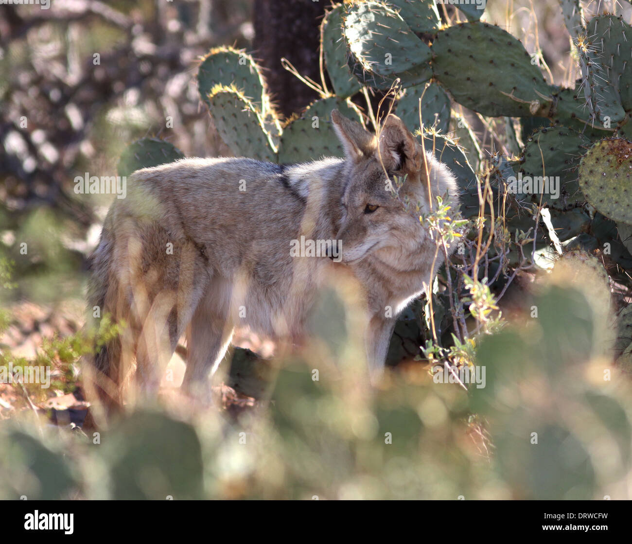 Coyote hunting in Arizona sonoran desert Stock Photo Alamy