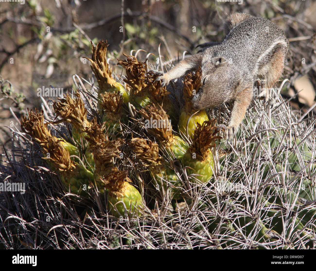 Squirrel eating cactus hires stock photography and images Alamy