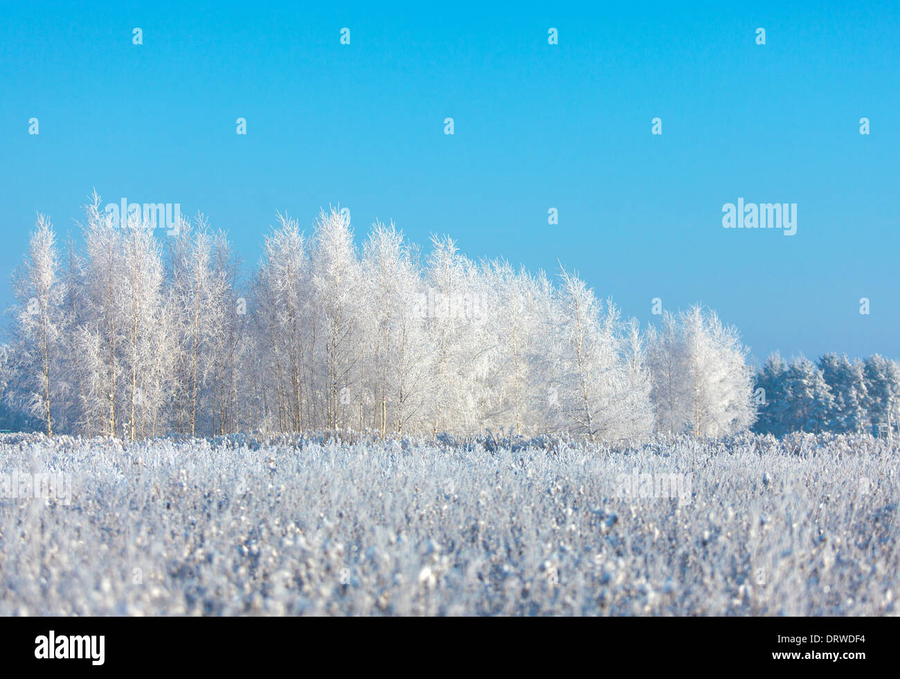 Frosted trees and grass against a blue sky Stock Photo - Alamy
