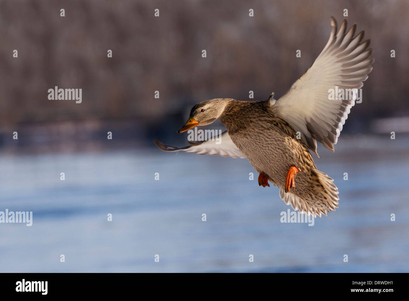 Mallard duck in flight in Canadian harsh winter. Stock Photo