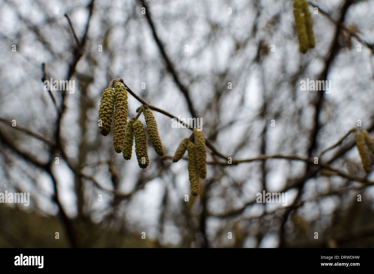 Catkin flowers in the winter or spring Stock Photo