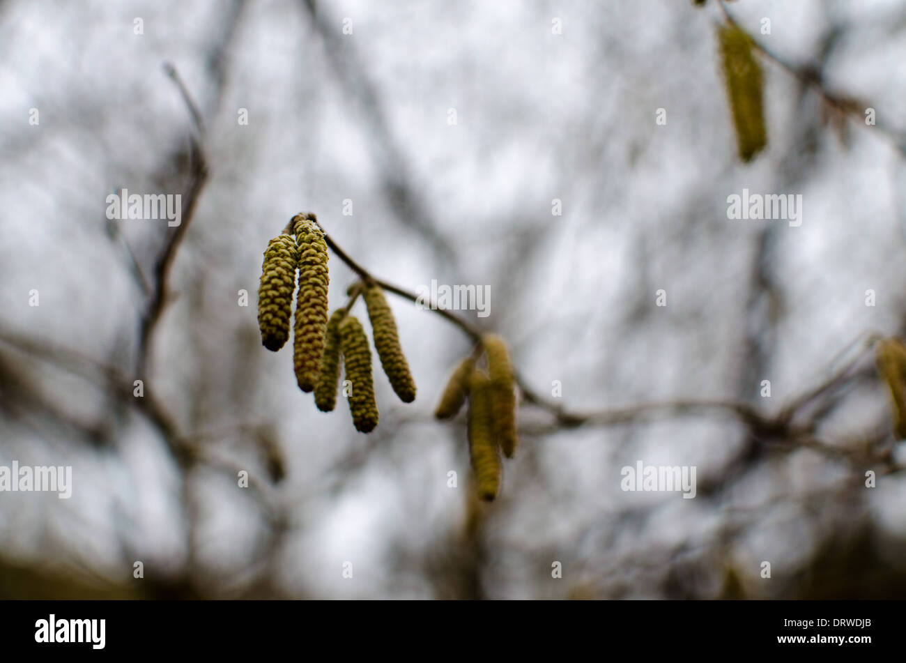 Catkin flowers in the winter or spring Stock Photo