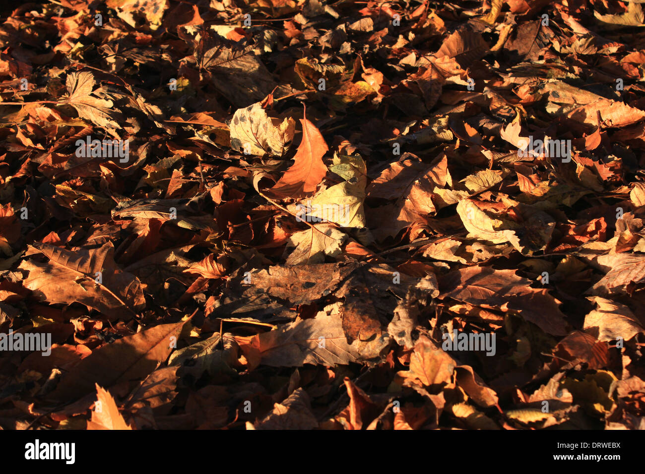 Autumn leaves oak hi-res stock photography and images - Alamy