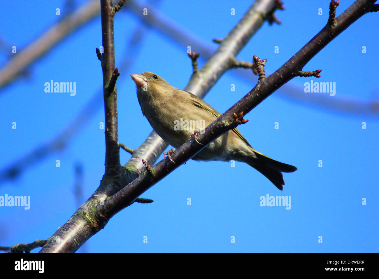 Female greenfinch on tree branch Stock Photo