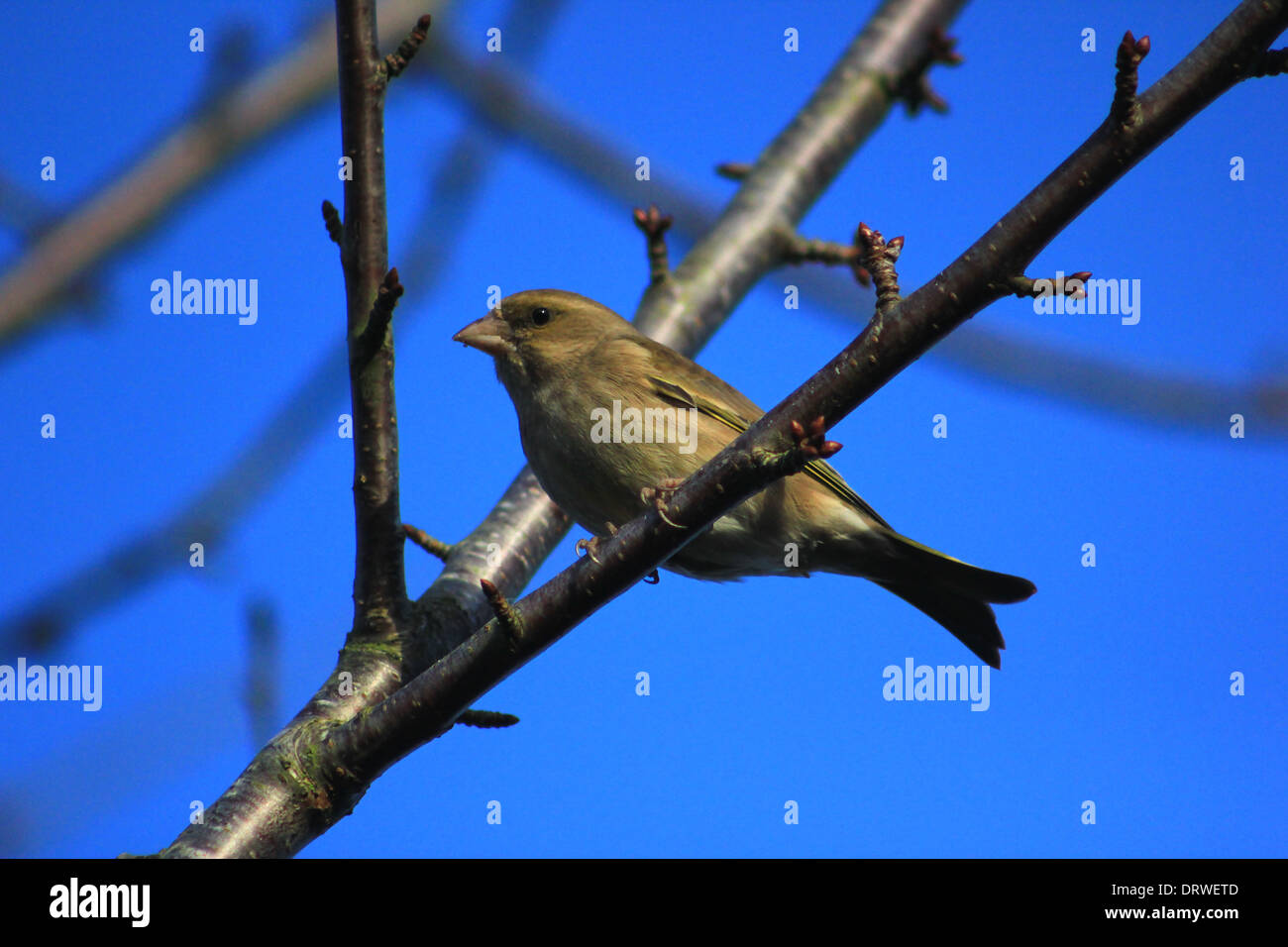 Female greenfinch on tree branch Stock Photo